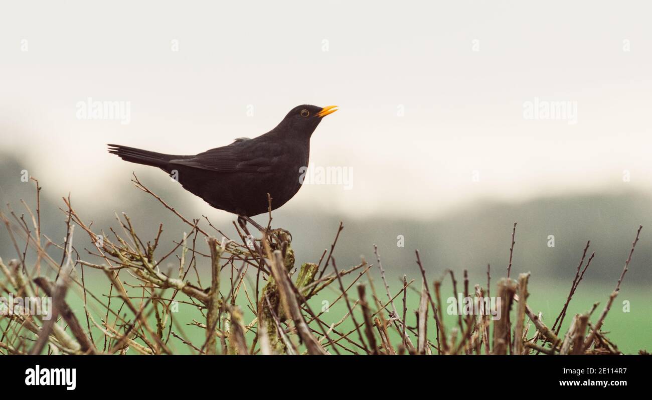 A side profile of a beautiful male blackbird with a distinctive yellow beak perched on a hawthorn hedge in winter  with a clear background Stock Photo