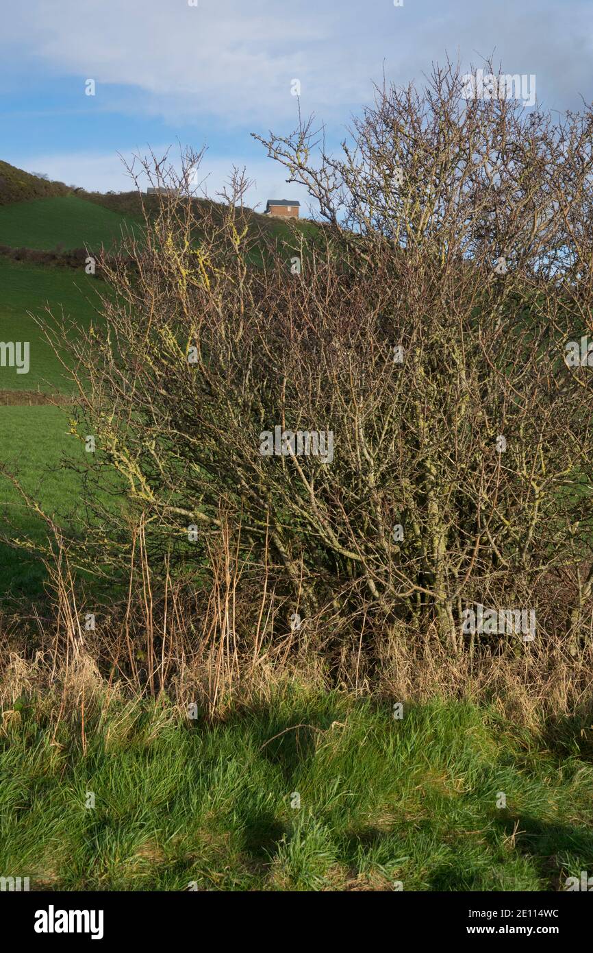 Council social housing houses near river trail near beach on Cardigan