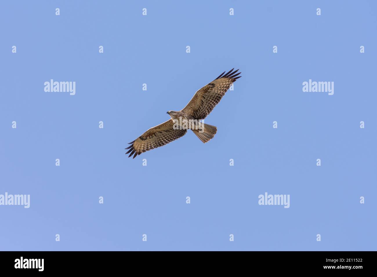 common buzzard, Steppe Buzzard Stock Photo