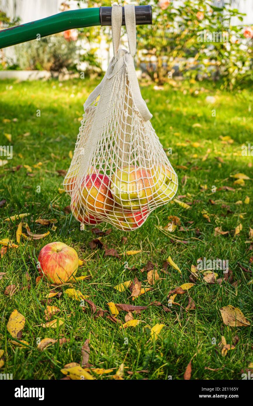 Ripe apples in a string bag. Healthy food in an eco-friendly container. No plastic. Reusable eco-friendly cotton grocery carrying bag hanging in the g Stock Photo