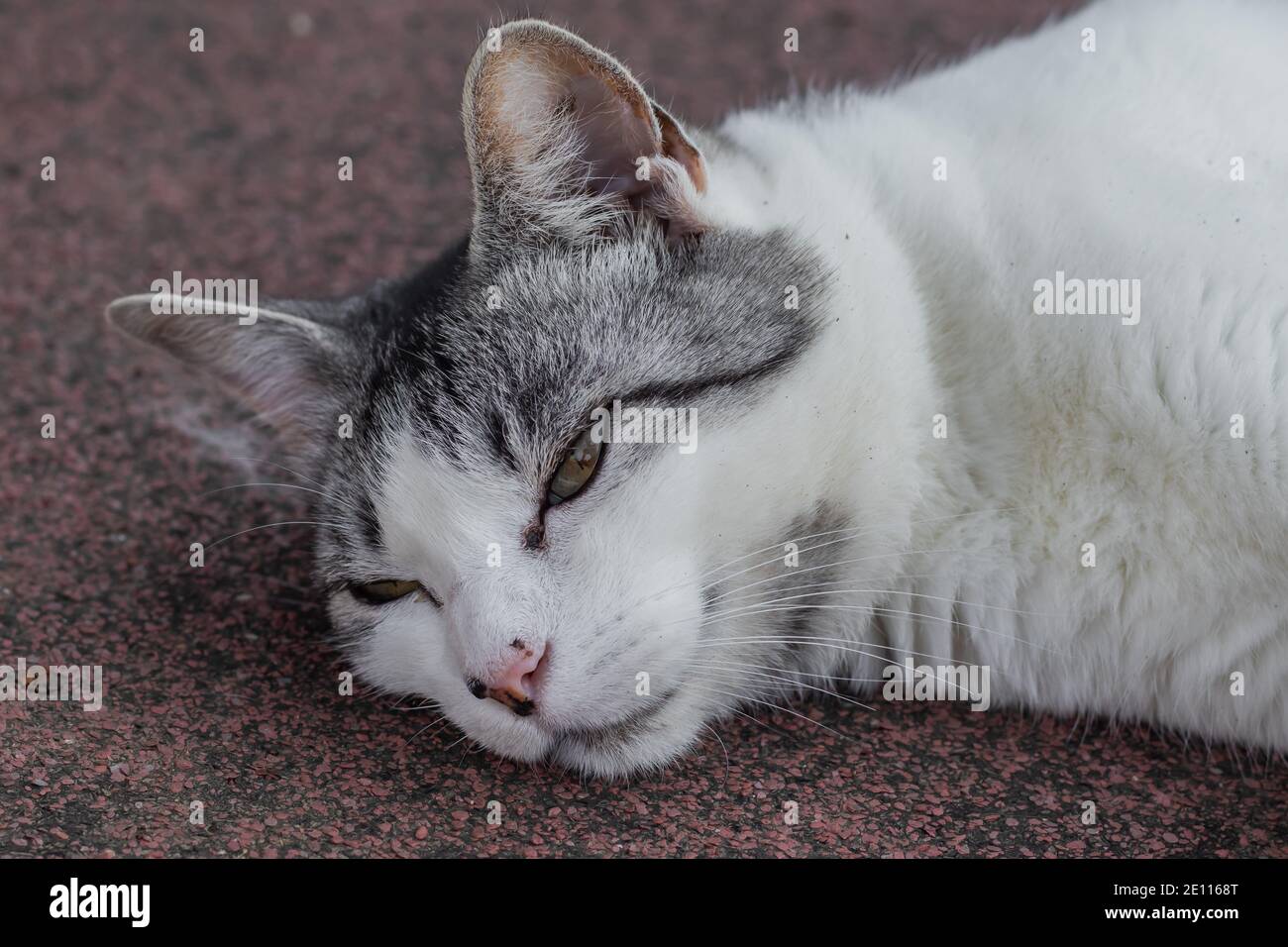 close up view of gray and white cat Stock Photo