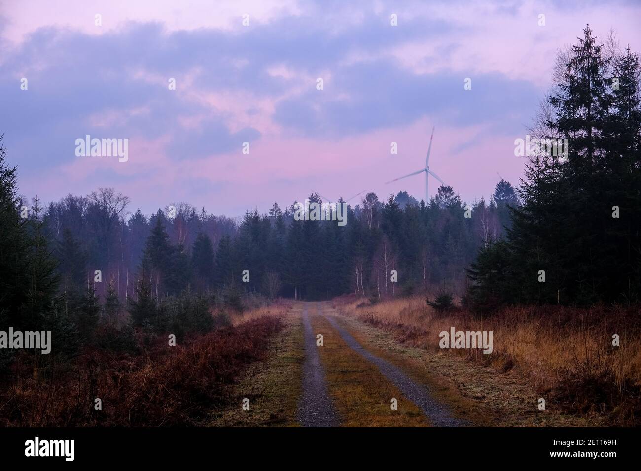 Dirt road in the forest at sunset time. Nobody Stock Photo - Alamy