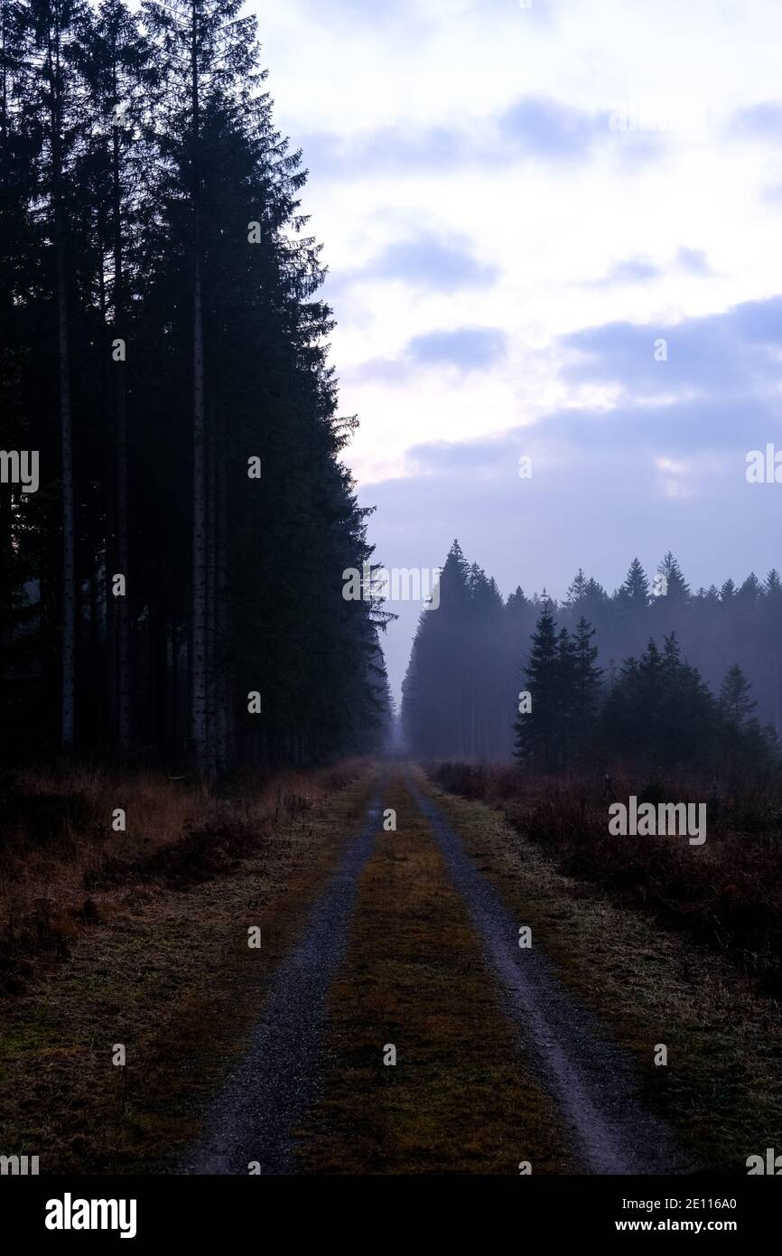 Road in the forest with fog and sunset colors. Nobody Stock Photo - Alamy