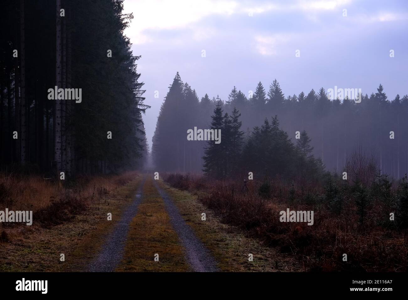 Road in the forest with fog and sunset colors. Nobody Stock Photo - Alamy