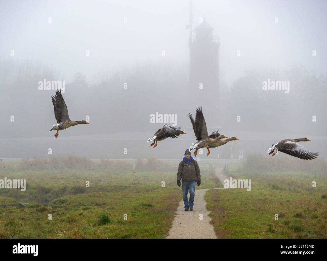 Migratory Birds In The Fog On The Coast Of The North Sea Stock Photo