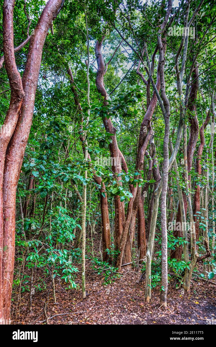 Hardwood trees hires stock photography and images Alamy