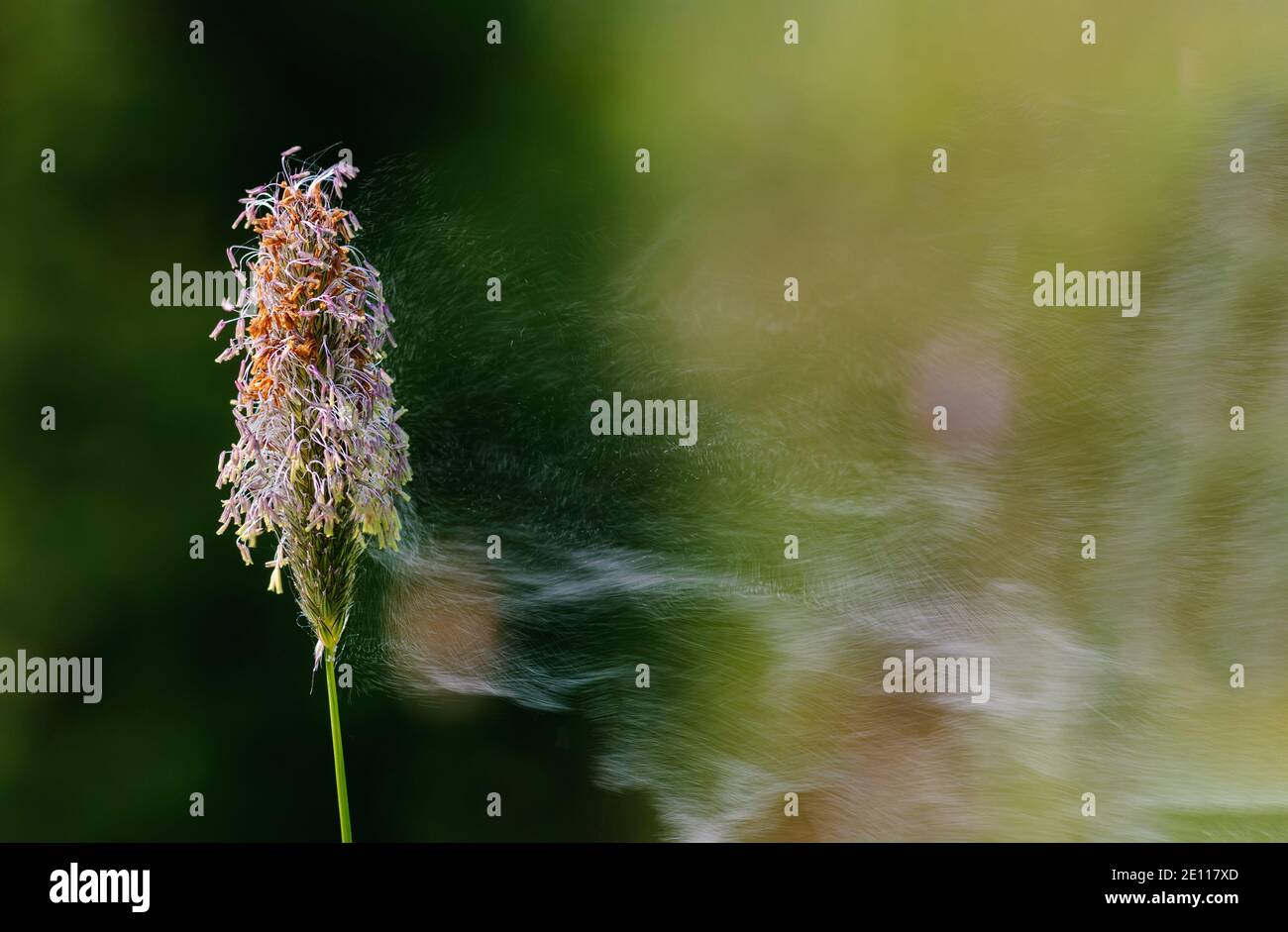 Grasses pollen flying, foxtail pollen flying, Gräserpollenflug, abfliegende Gräserpollen, Pollenwolke fliegt von Gras ab Stock Photo