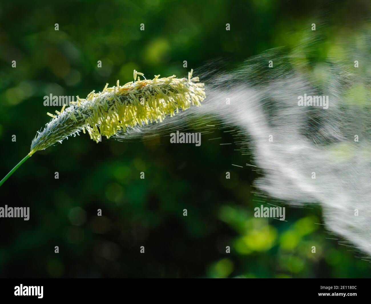 Grasses pollen flying, foxtail pollen flying, Gräserpollenflug ...