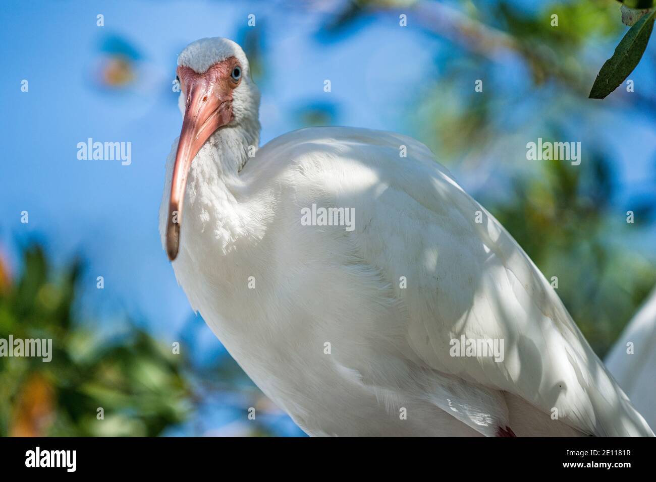 White Ibis at the Laura Quinn Wild Bird Sanctuary on Key Largo in the Florida Keys. Stock Photo