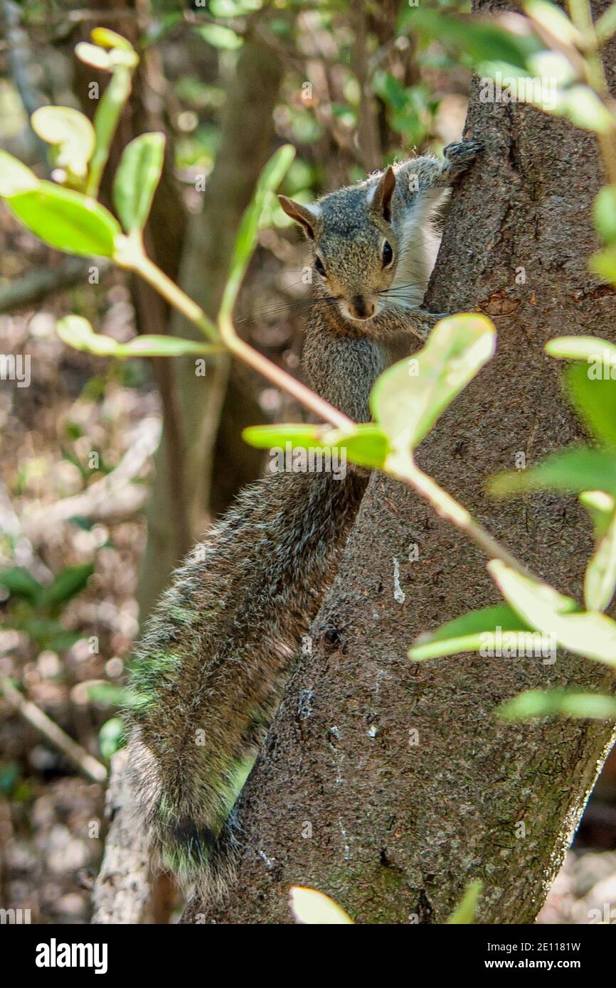 Florida Gray Eastern Squirrel at the Laura Quinn Wild Bird Sanctuary on