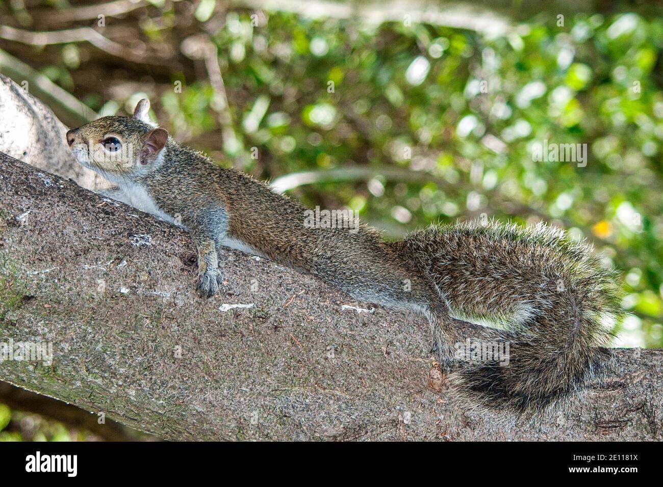 Florida Gray Eastern Squirrel at the Laura Quinn Wild Bird Sanctuary on