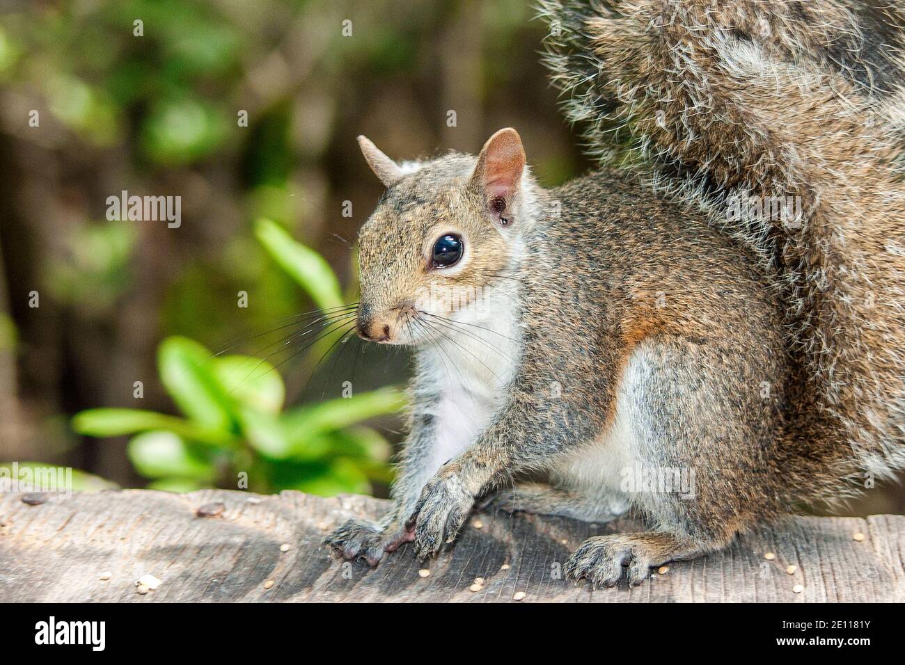 Florida Gray Eastern Squirrel at the Laura Quinn Wild Bird Sanctuary on