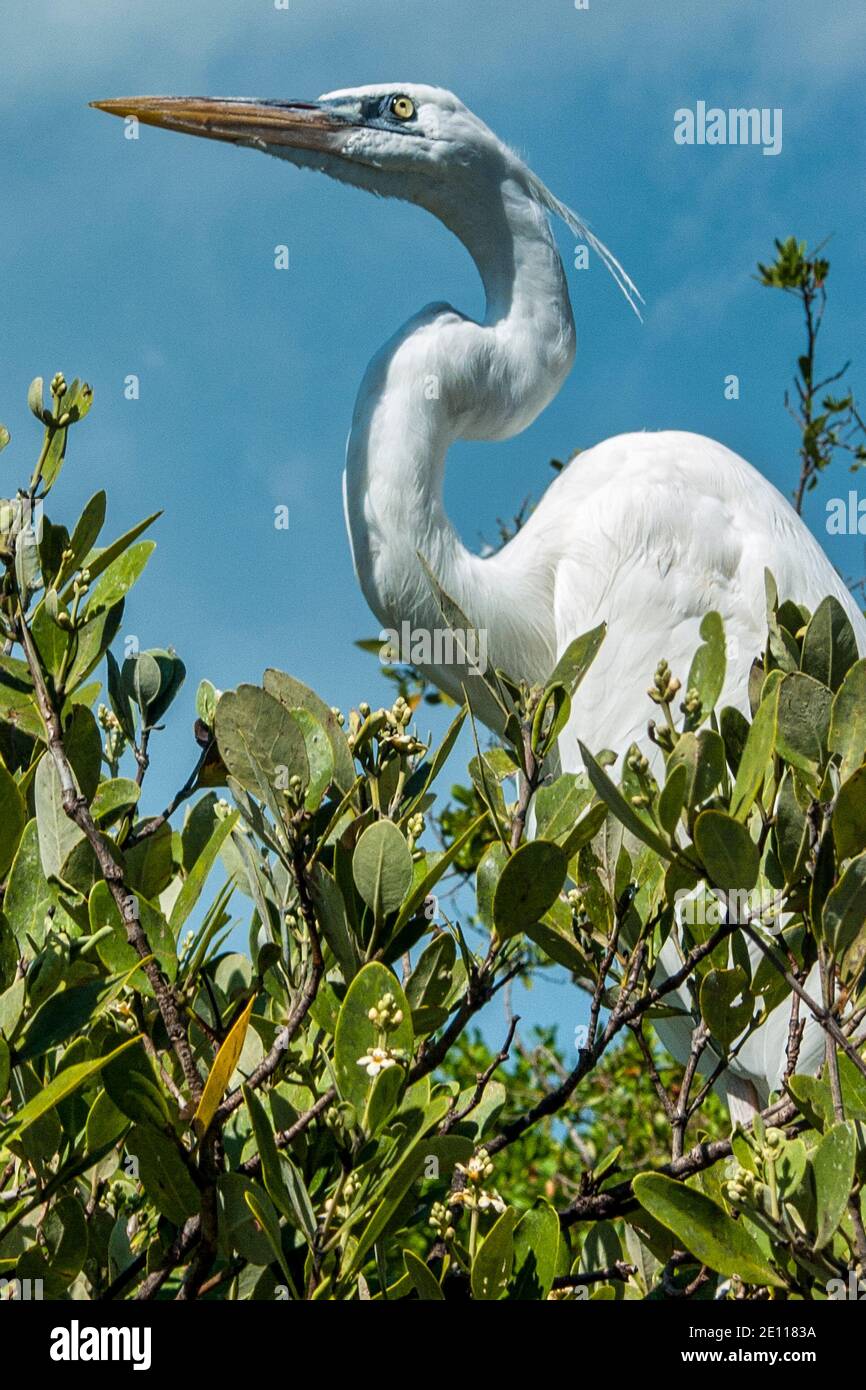 Snowy Egret perched in mangrove trees at the Laura Quinn Wild Bird Sanctuary on Key Largo in the Florida Keys. Stock Photo