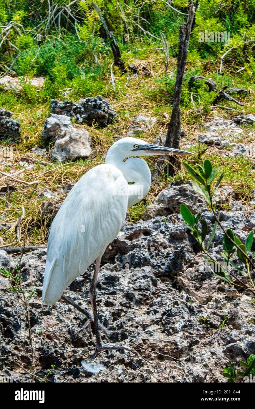 Snowy Egret on coral rock at the Laura Quinn Wild Bird Sanctuary on Key