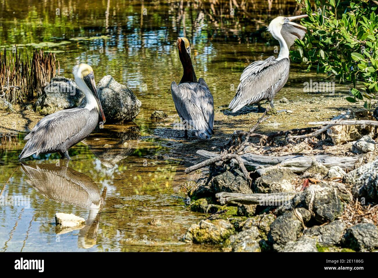 Brown Pelicans along the shore of Floida Bay at the Laura Quinn Wild Bird Sanctuary on Key Largo in the Florida Keys. Stock Photo