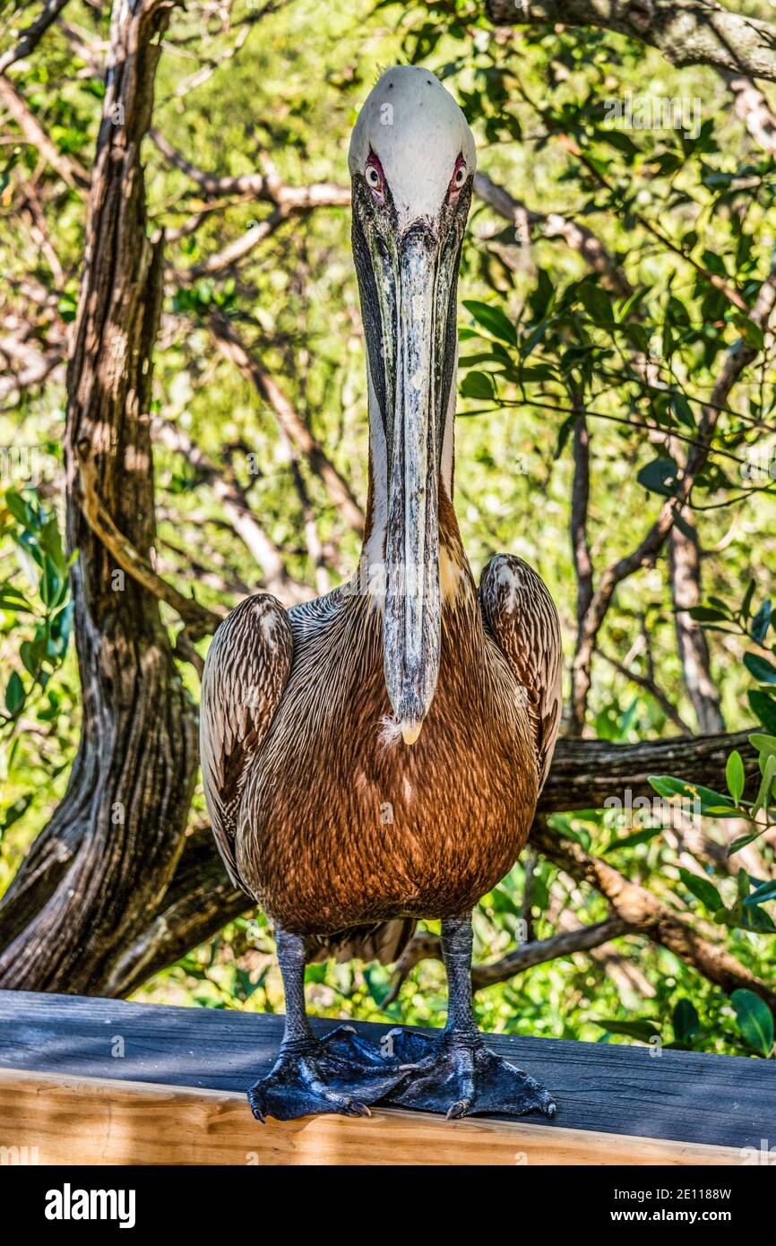 A Brown Pelican standing on the boardwalk at the Laura Quinn Wild Bird Sanctuary on Key Largo in the Florida Keys. Stock Photo