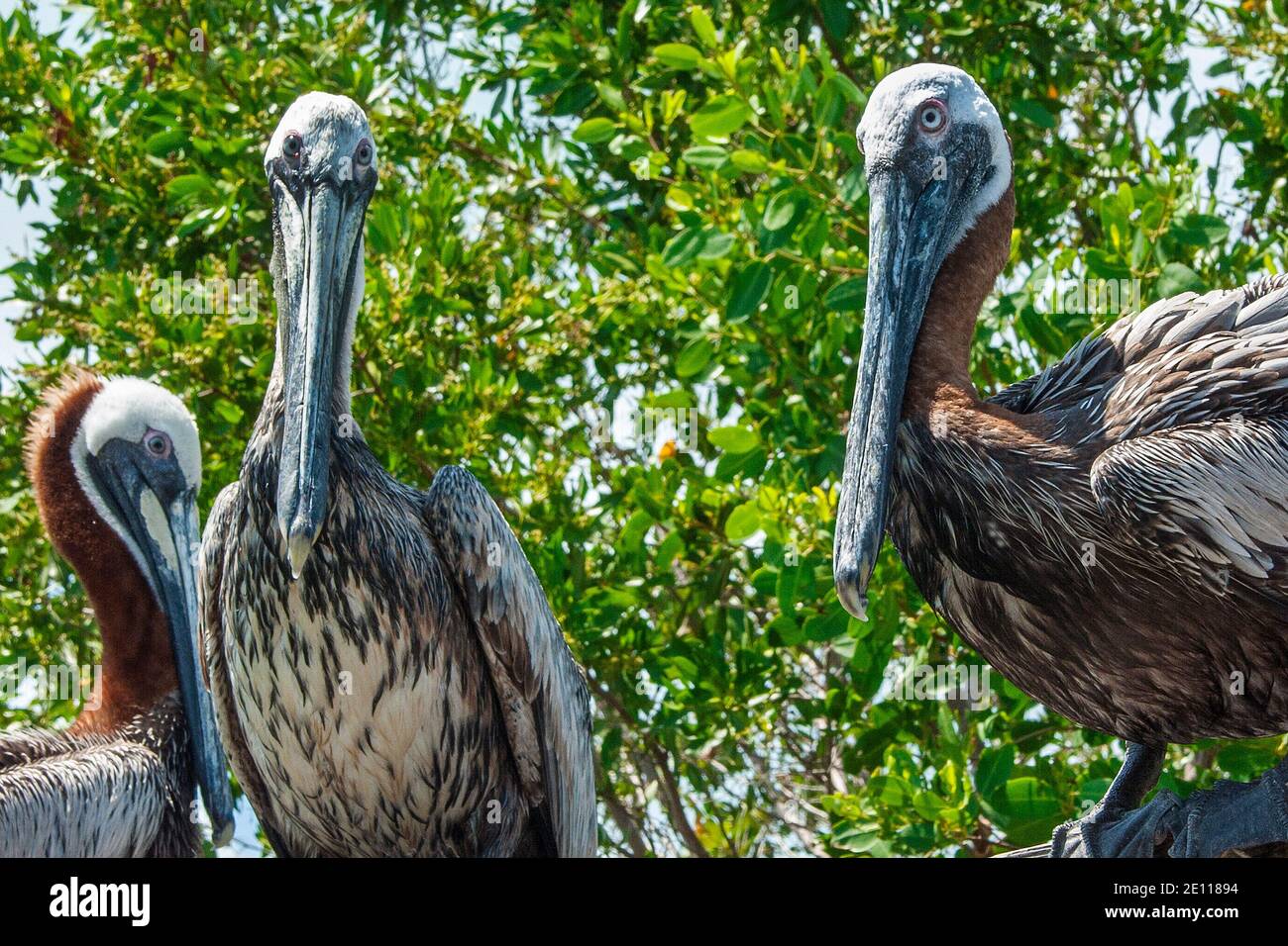 Brown Pelicans at the Laura Quinn Wild Bird Sanctuary on Key Largo in the Florida Keys. Stock Photo