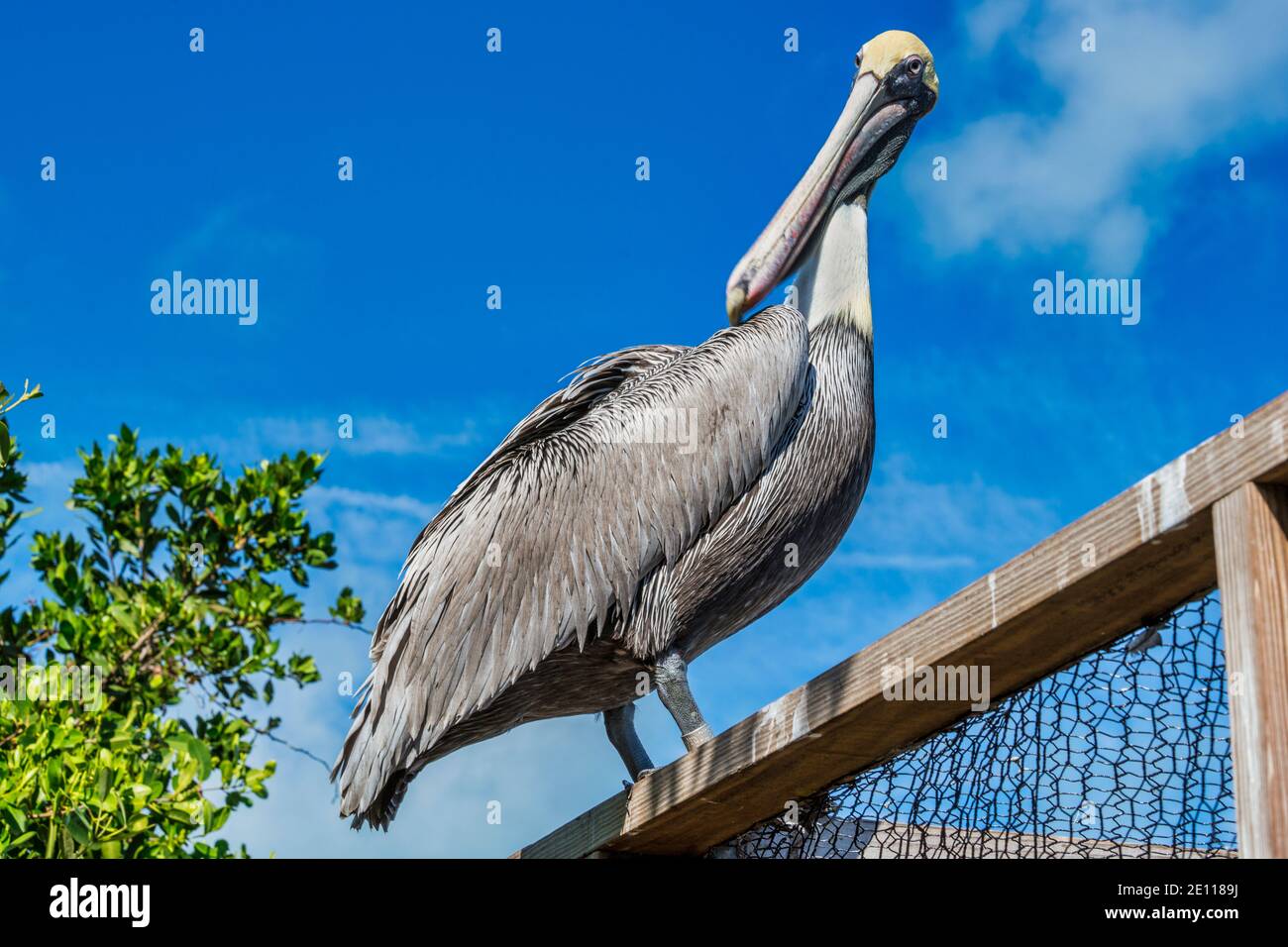 A Brown Pelican standing on an enclosure at the Laura Quinn Wild Bird Sanctuary on Key Largo in the Florida Keys. Stock Photo