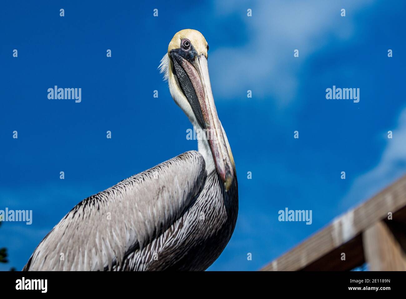 A Brown Pelican standing on an enclosure at the Laura Quinn Wild Bird Sanctuary on Key Largo in the Florida Keys. Stock Photo