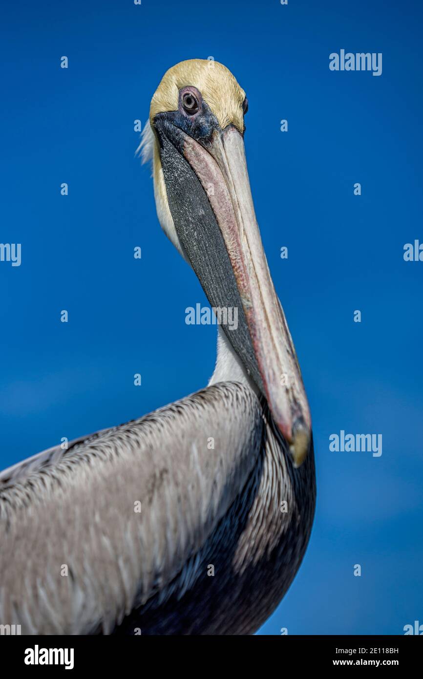 Closeup of Brown Pelican at the Laura Quinn Wild Bird Sanctuary on Key