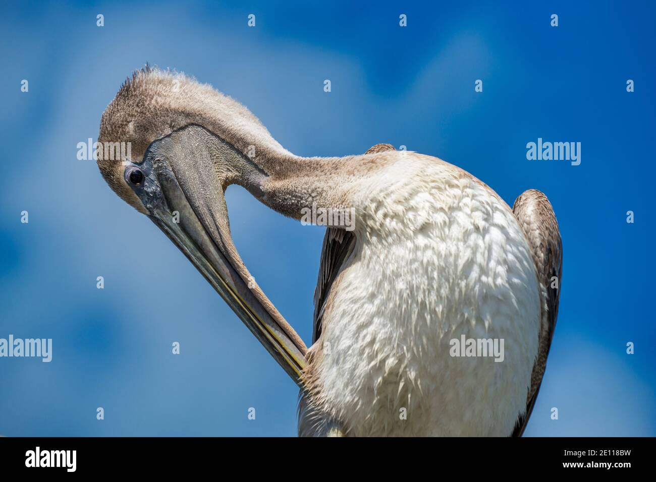 A Brown Pelican preening at the Laura Quinn Wild Bird Sanctuary on Key Largo in the Florida Keys. Stock Photo