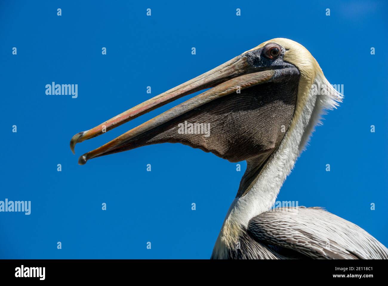 Closeup of a Brown Pelican at the Laura Quinn Wild Bird Sanctuary on Key Largo in the Florida Keys. Stock Photo