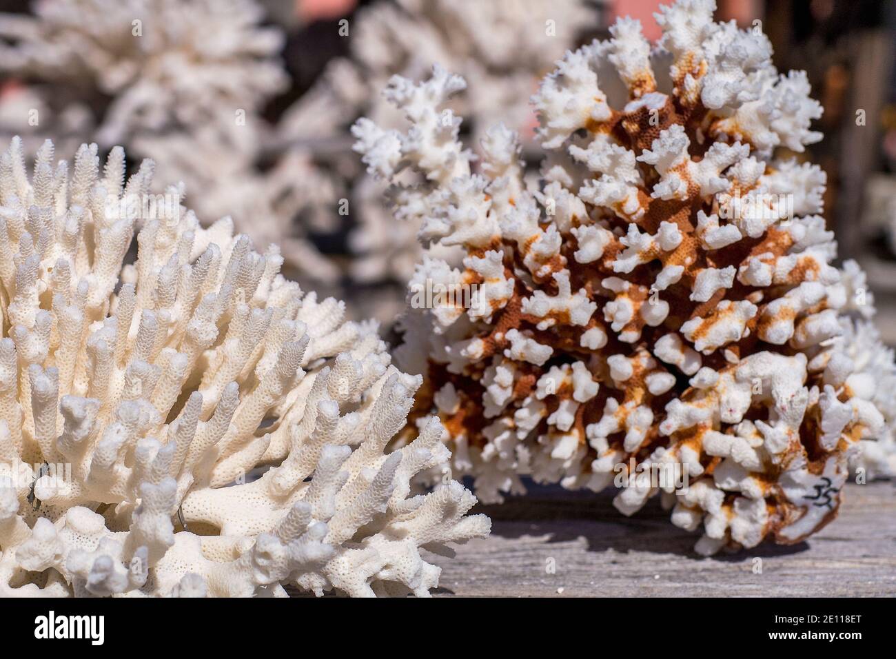 Dried coral outside a shop on Key Largo in the Florida Keys. Stock Photo