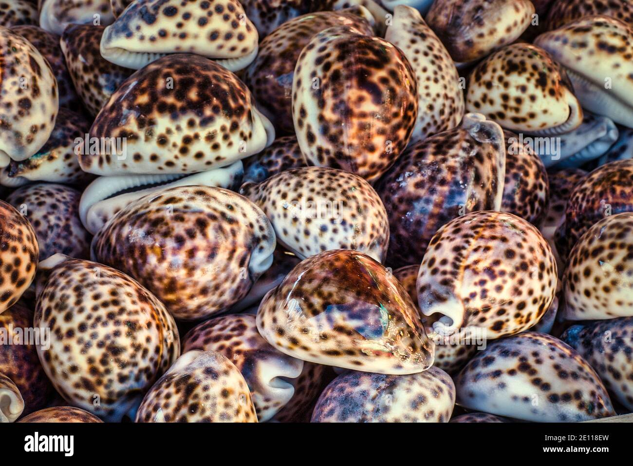 Measled Cowry shells outside a shop on Key Largo in the Florida Keys ...