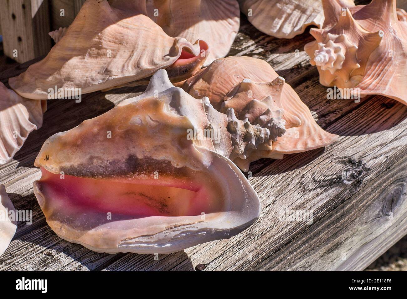 Conch shells outside a shop on Key Largo in the Florida Keys Stock