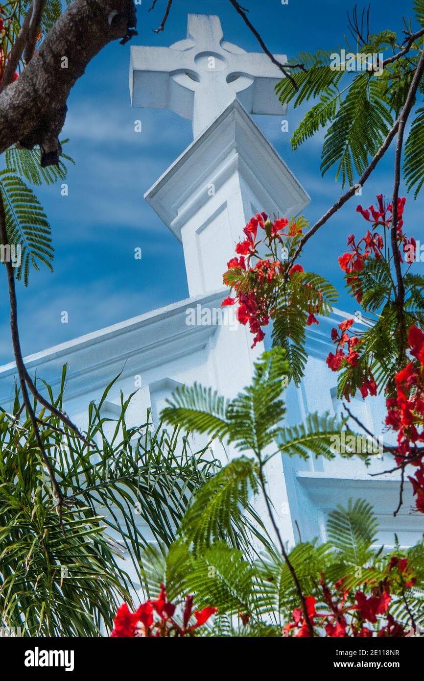 Royal Poinciana tress bloom at St. Paul's Episcopal Church in Key West, the Florida Keys. Stock Photo
