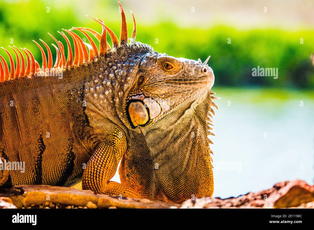 Closeup of an orange iguana sunning itself in a gun port of the Civil War Fort Zachary Taylor to the mangrove lined moat in Key West, the Florida Keys Stock Photo