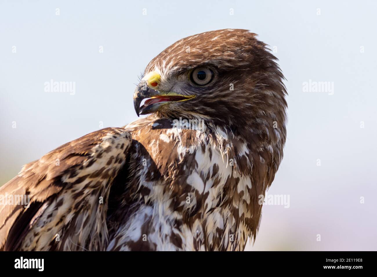 common buzzard, Steppe Buzzard Stock Photo