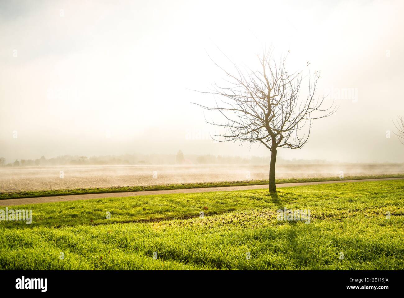 Fog In Autumn Over Fields With Bald Tree Stock Photo - Alamy