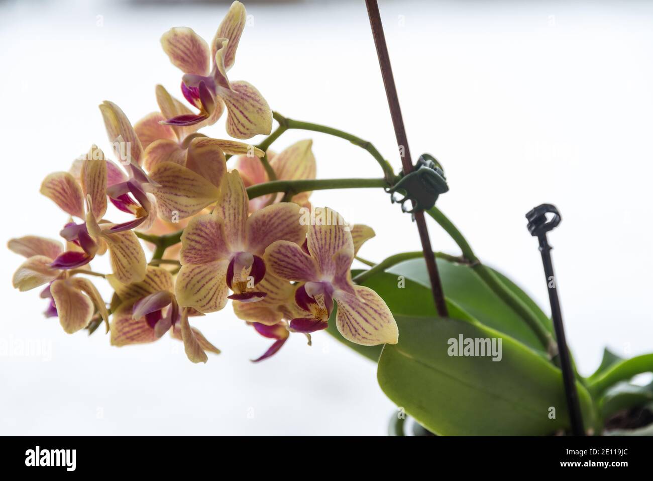 Speckled Blooming Orchid - Closeup Optional Picture Stock Photo