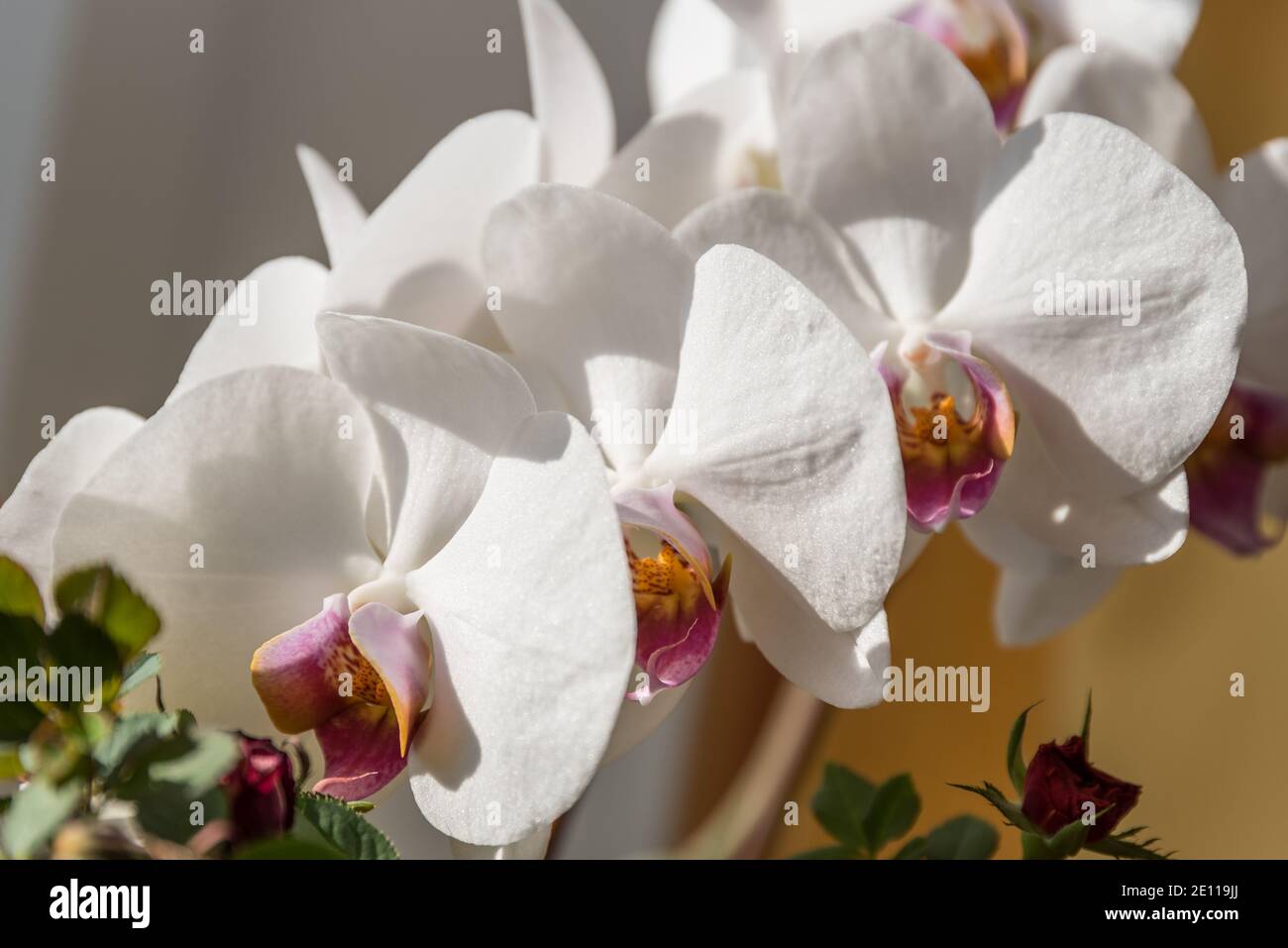 Big Blossoms Of A White Orchid - Closeup Houseplant Stock Photo