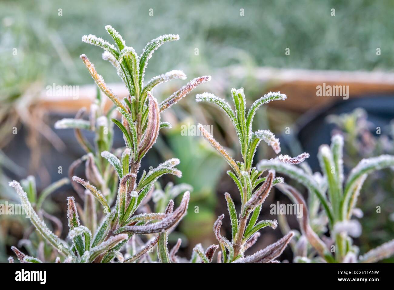 Frozen rosemary growing in the high bed in winter Stock Photo Alamy