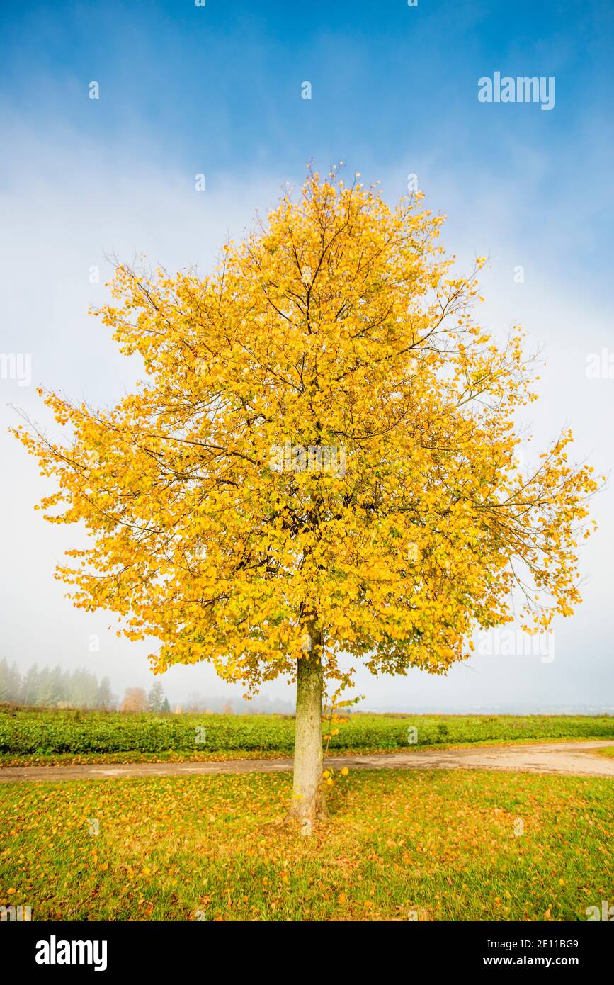 Lime tree golden leaves hi-res stock photography and images - Alamy