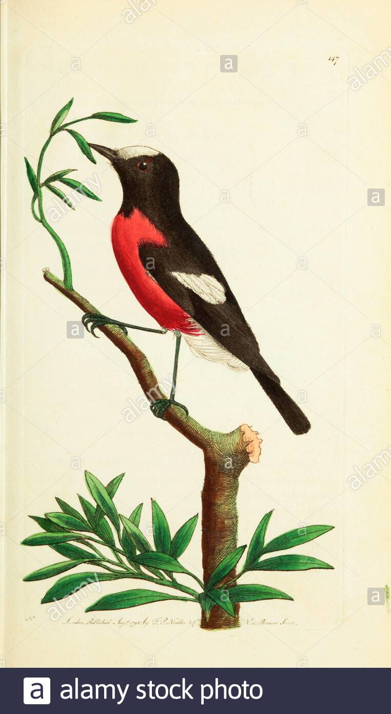 Norfolk Robin (Petroica multicolor), vintage illustration published in The Naturalist's Miscellany from 1789 Stock Photo