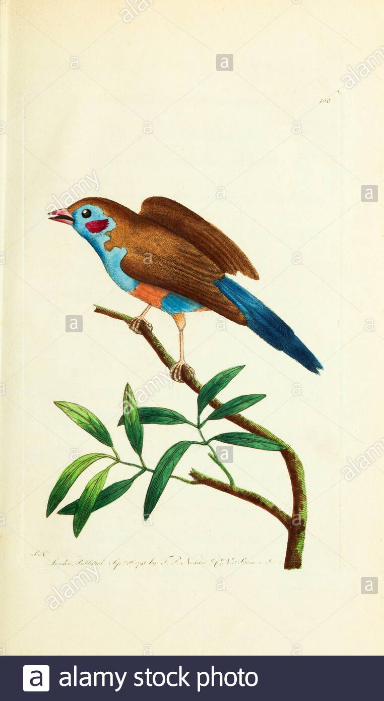 Red-Cheeked Cordon-Bleu (Uraeginthus bengalus), vintage illustration published in The Naturalist's Miscellany from 1789 Stock Photo