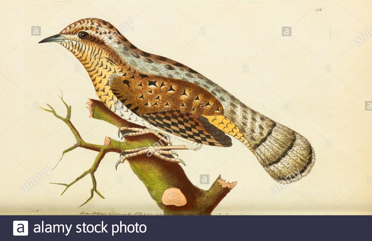 Wryneck (Jynx torquilla), vintage illustration published in The Naturalist's Miscellany from 1789 Stock Photo