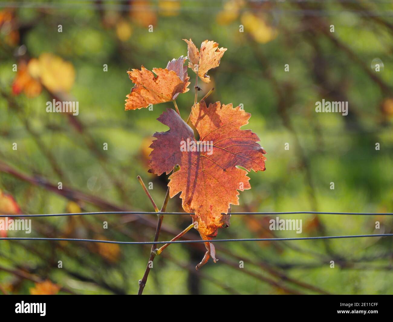 Autumn In A Vineyard, Reddish Brown Wineleaf On A Vine, Rhinehesse Stock Photo