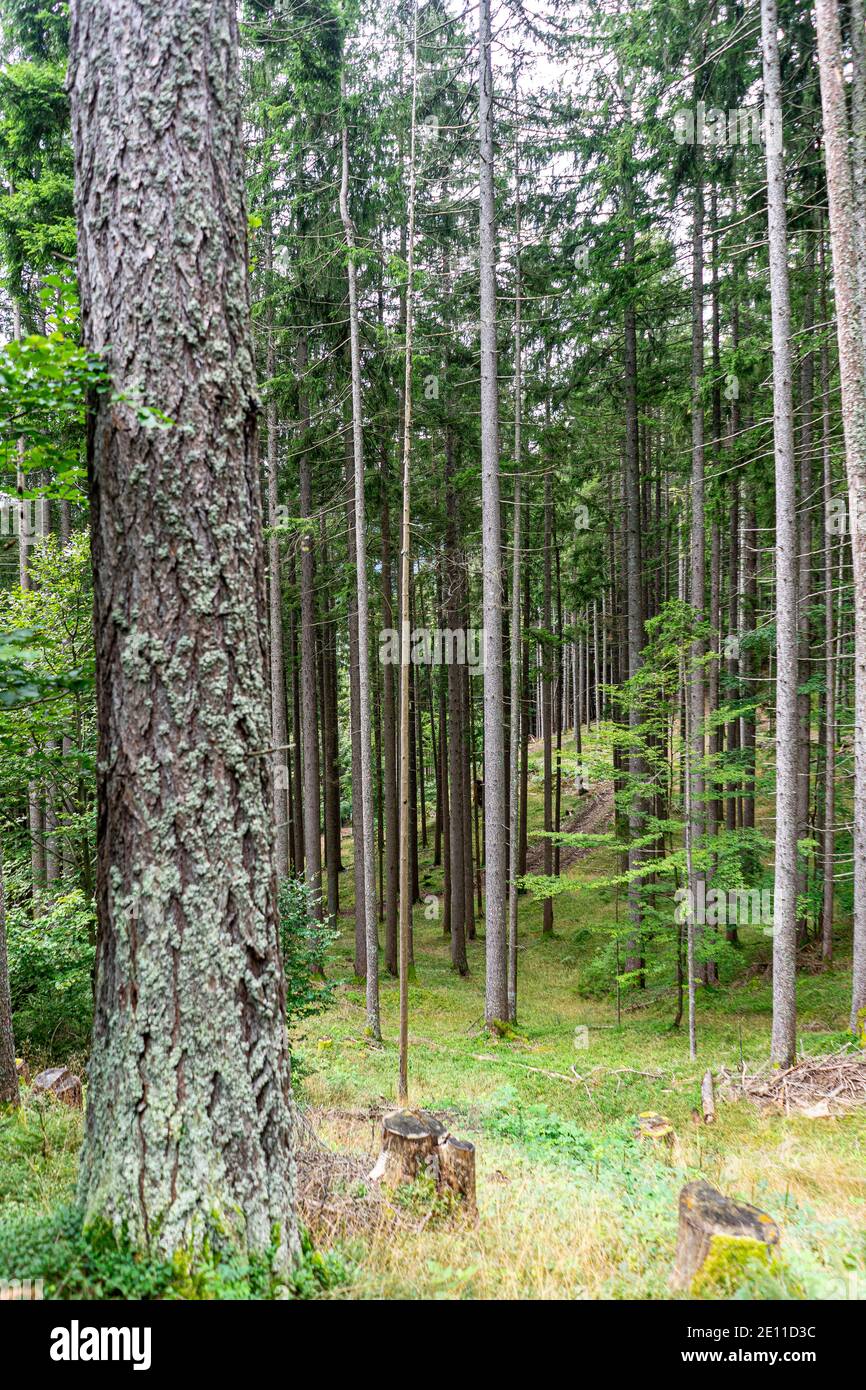 Beautiful spruce tree forest Stock Photo