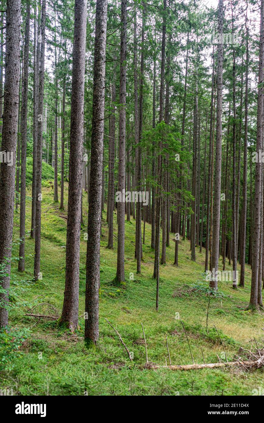 Beautiful spruce tree forest Stock Photo