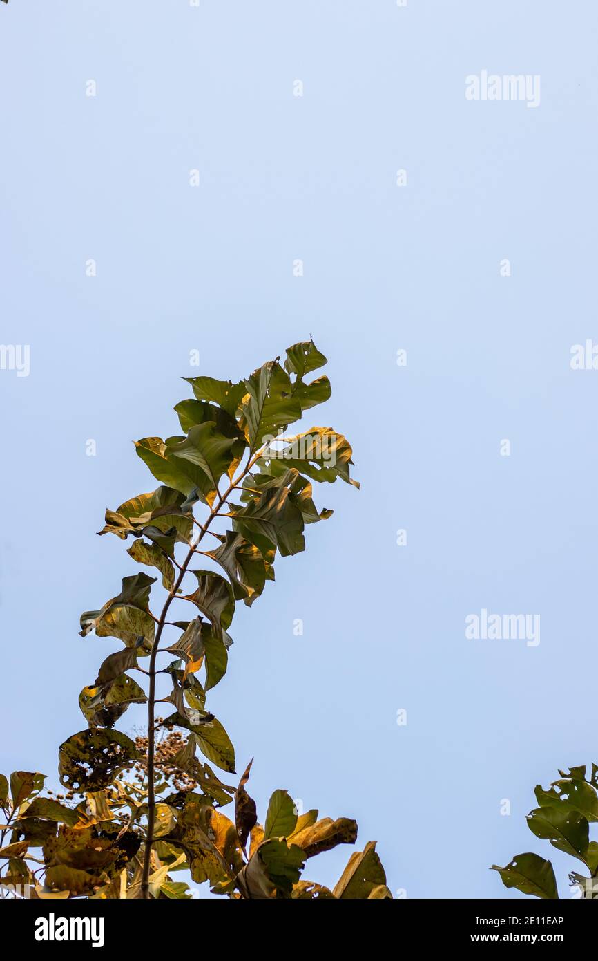 Growing teak tree branch under the clean blue sky Stock Photo Alamy
