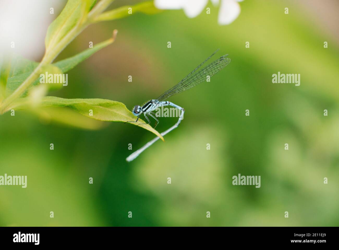 Dragonfly arrow blue sitting on a leaf of grass Stock Photo - Alamy