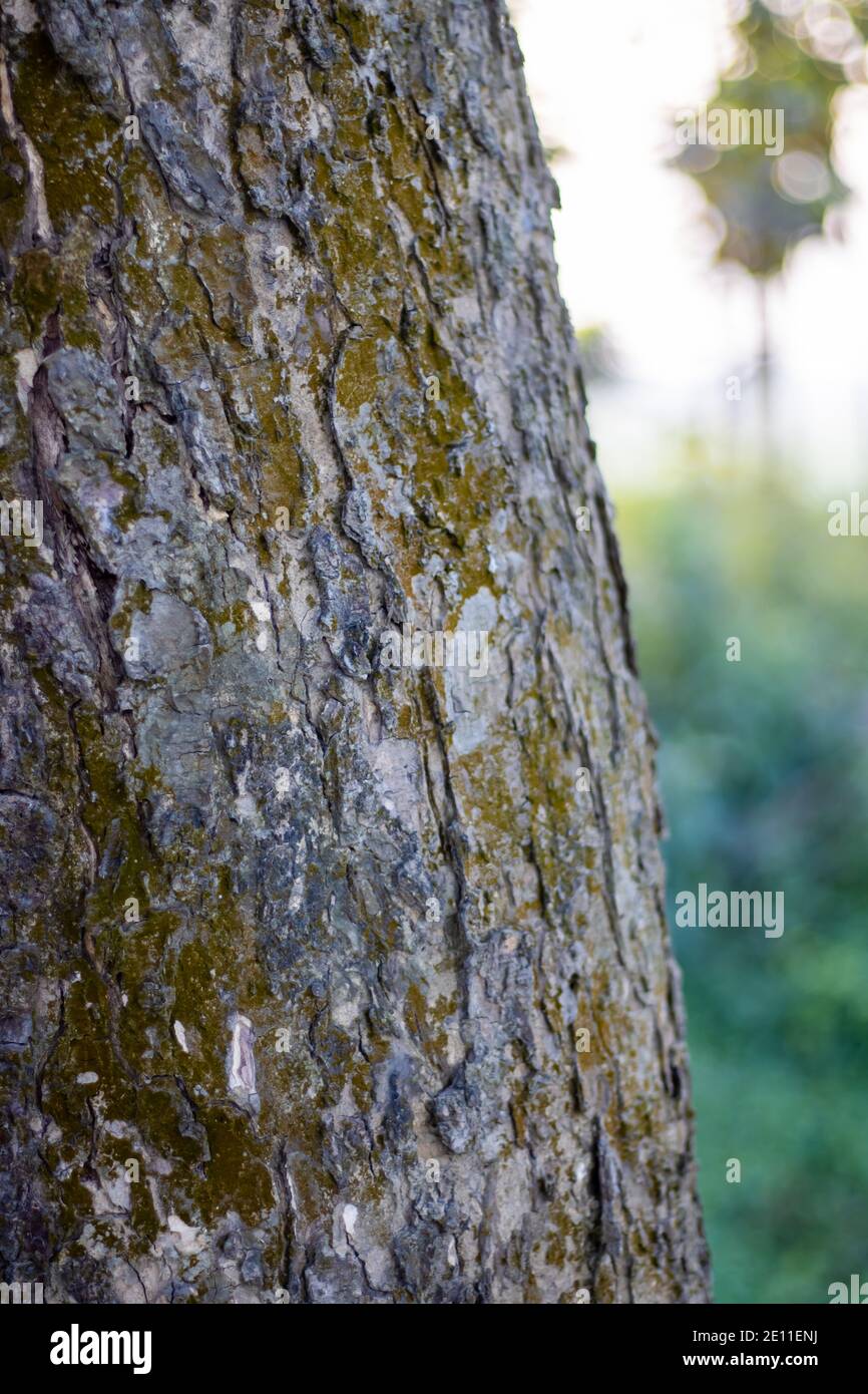 Lebbeck tree bark close up texture shot Stock Photo