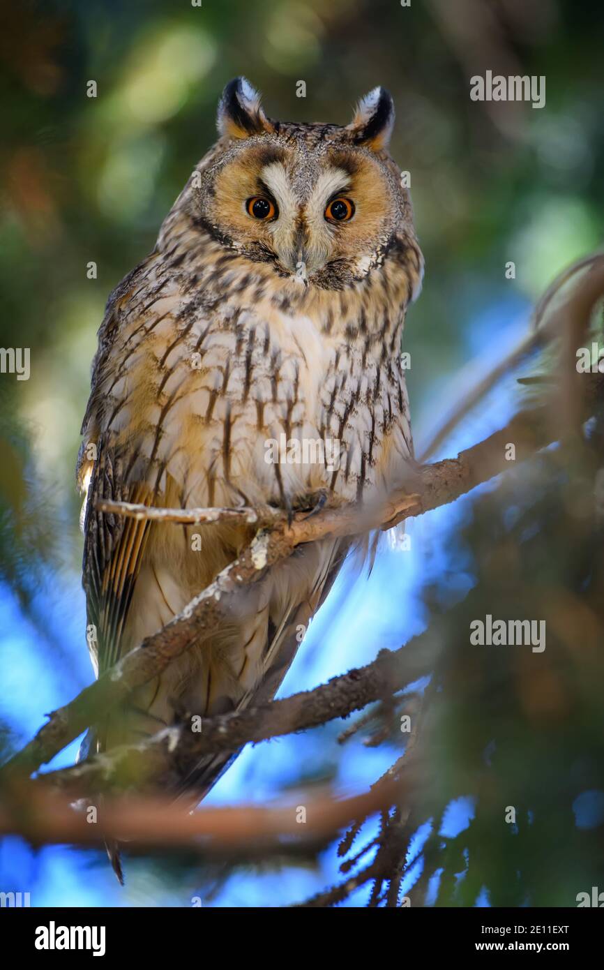 Young Owl sit in a tree and looking on the the camera Stock Photo