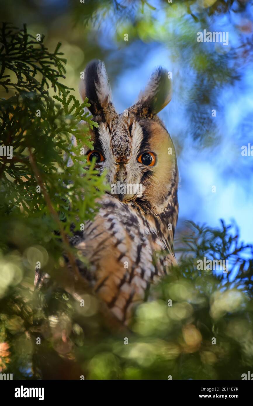 Young Owl sit in a tree and looking on the the camera Stock Photo