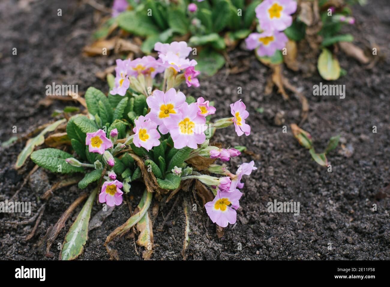 Delicate pink primrose flowers grow in the garden on a Sunny spring day Stock Photo