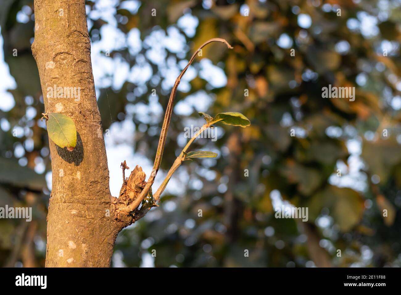 Teak tree unhealthy branch growing in the teak garden Stock Photo Alamy